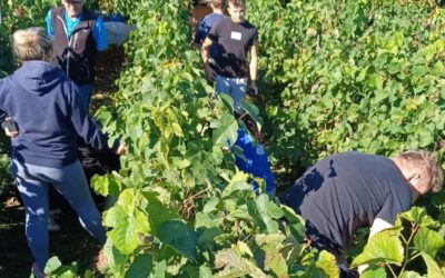 Berba grožđa u vinogradu – učenje kroz praksu