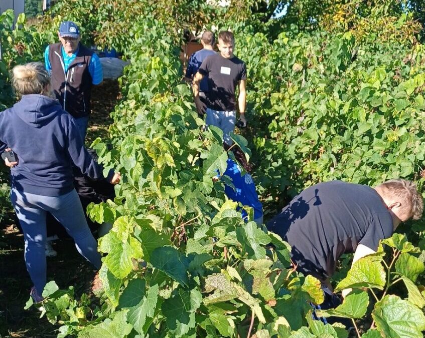 Berba grožđa u vinogradu – učenje kroz praksu