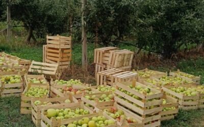 Berba jabuka u školskom voćnjaku