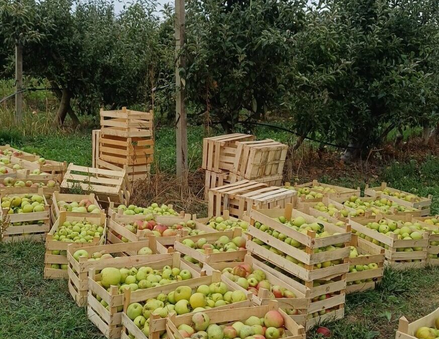 Berba jabuka u školskom voćnjaku